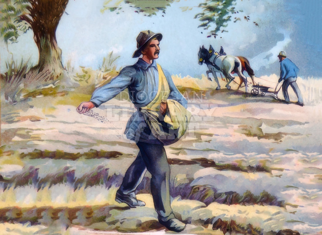 The Sower