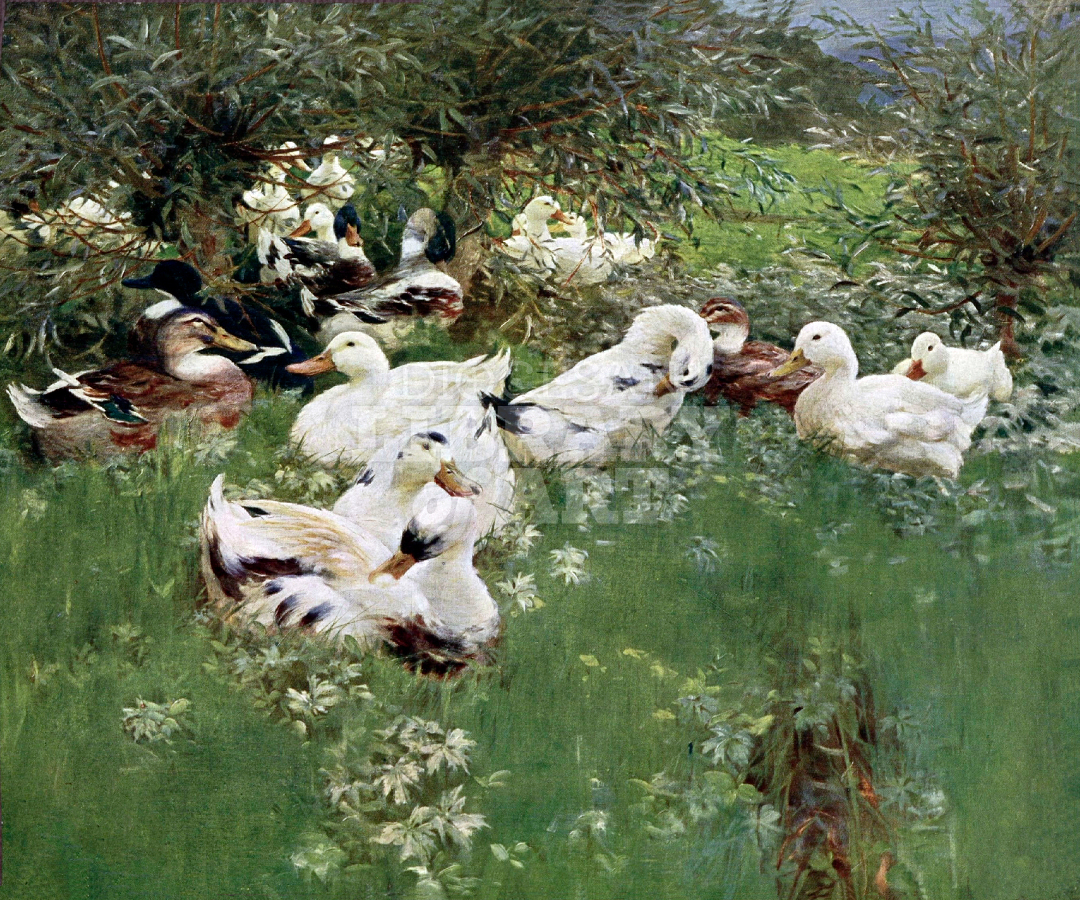 Ducks