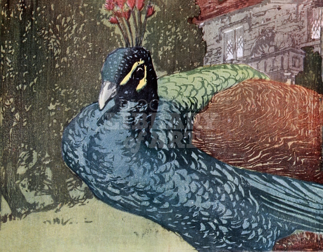 The Peacock