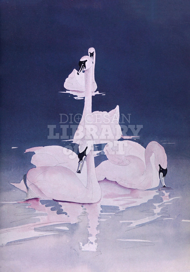 Swans