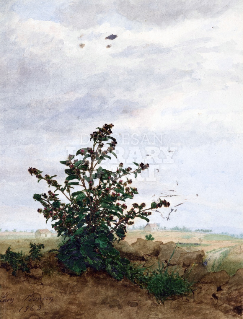 Flowering Thistle in front of a Landscape