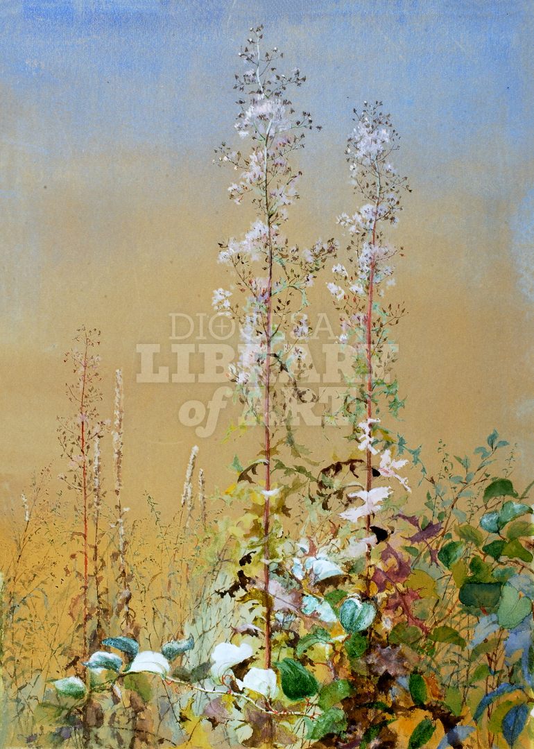 Untitled Plant